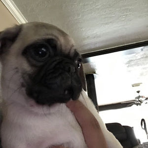 Meet your Posher, Hector